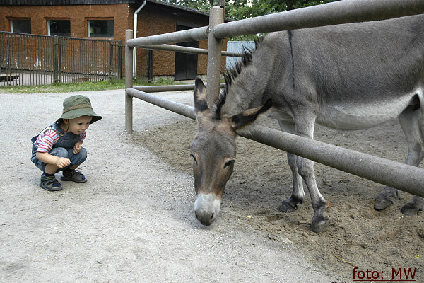 Osiołek