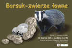 Borsuk - zwierzę łowne