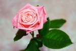 róża2